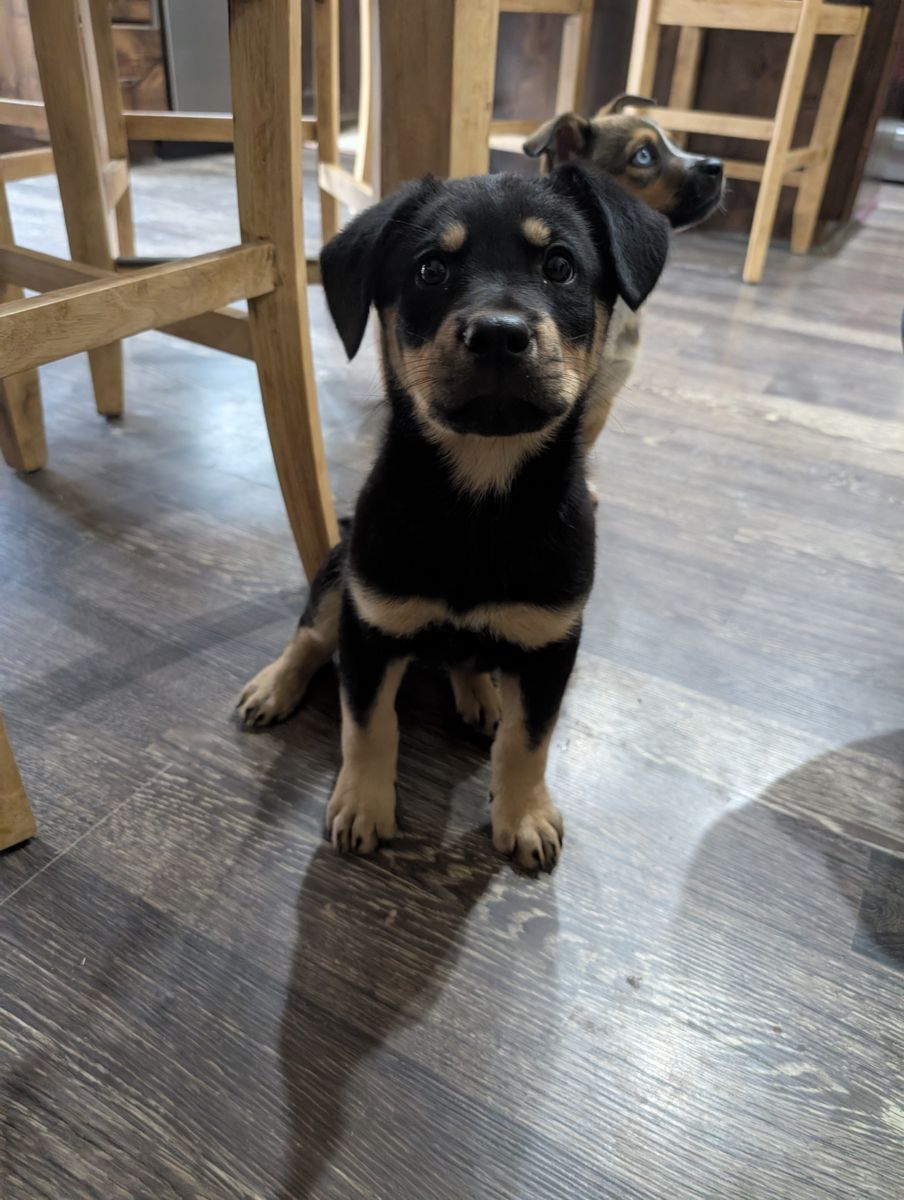 Rottweiler Puppy