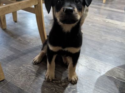 Rottweiler Puppy
