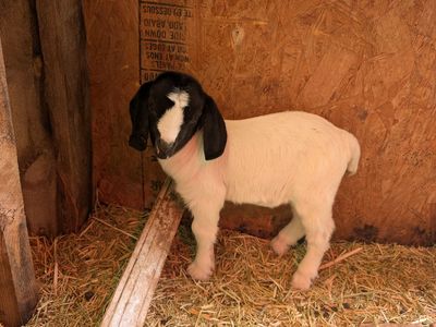Boer doelings for sale