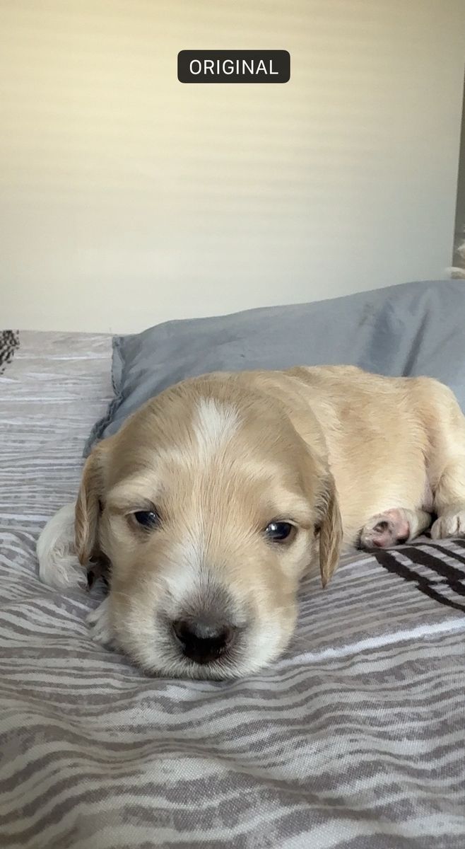 À la venta doodle