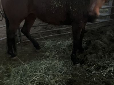7 year old gelding