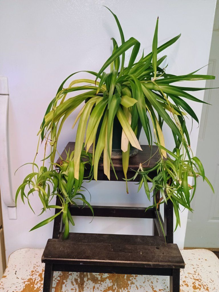 Large Spider plant with babies. 9" pot.