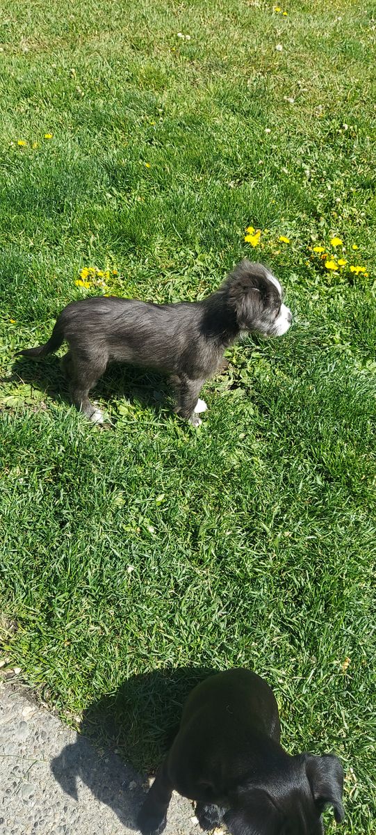 Frenchie poodle chihuahua