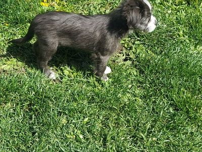 Frenchie poodle chihuahua