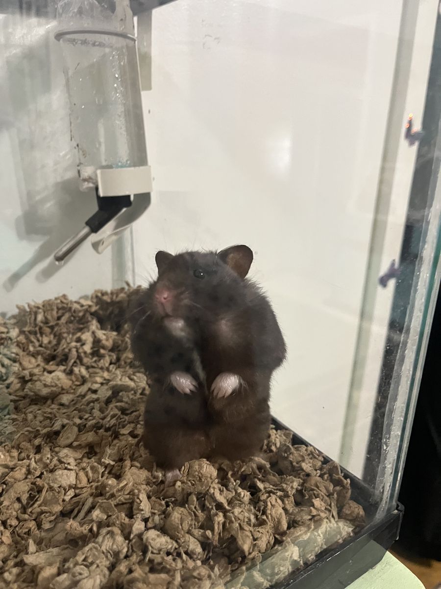 Super cute hamster!!!