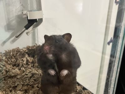 Super cute hamster!!!