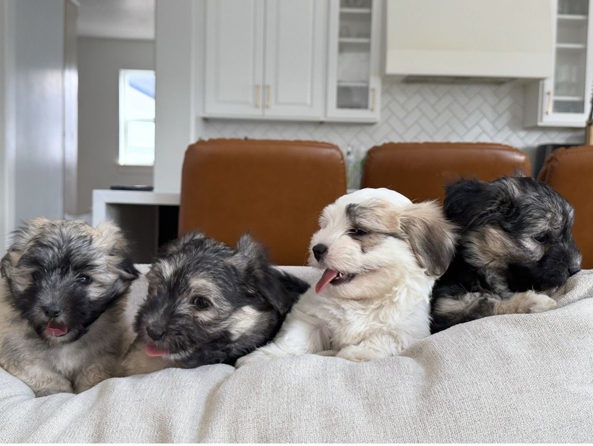 Rare Madagascar Coton de Tulear Puppies – 8 Weeks Old!