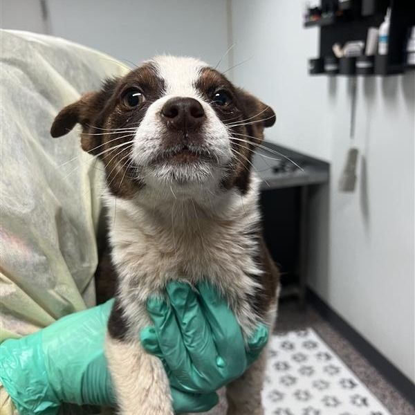 Hello my name is Peanut Butter Fluff