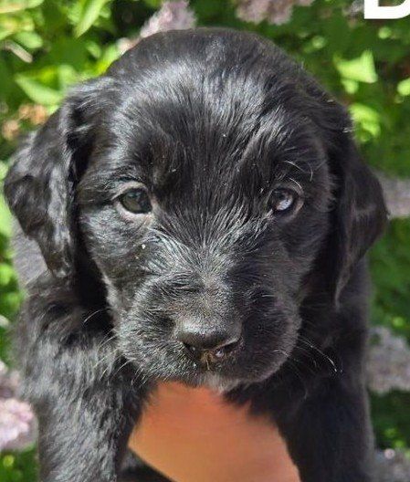 Adorable Golden Mountain doodle puppies