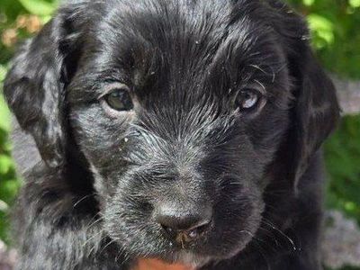 Adorable Golden Mountain doodle puppies