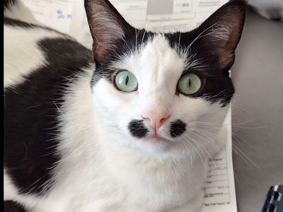Sweetest Cat
