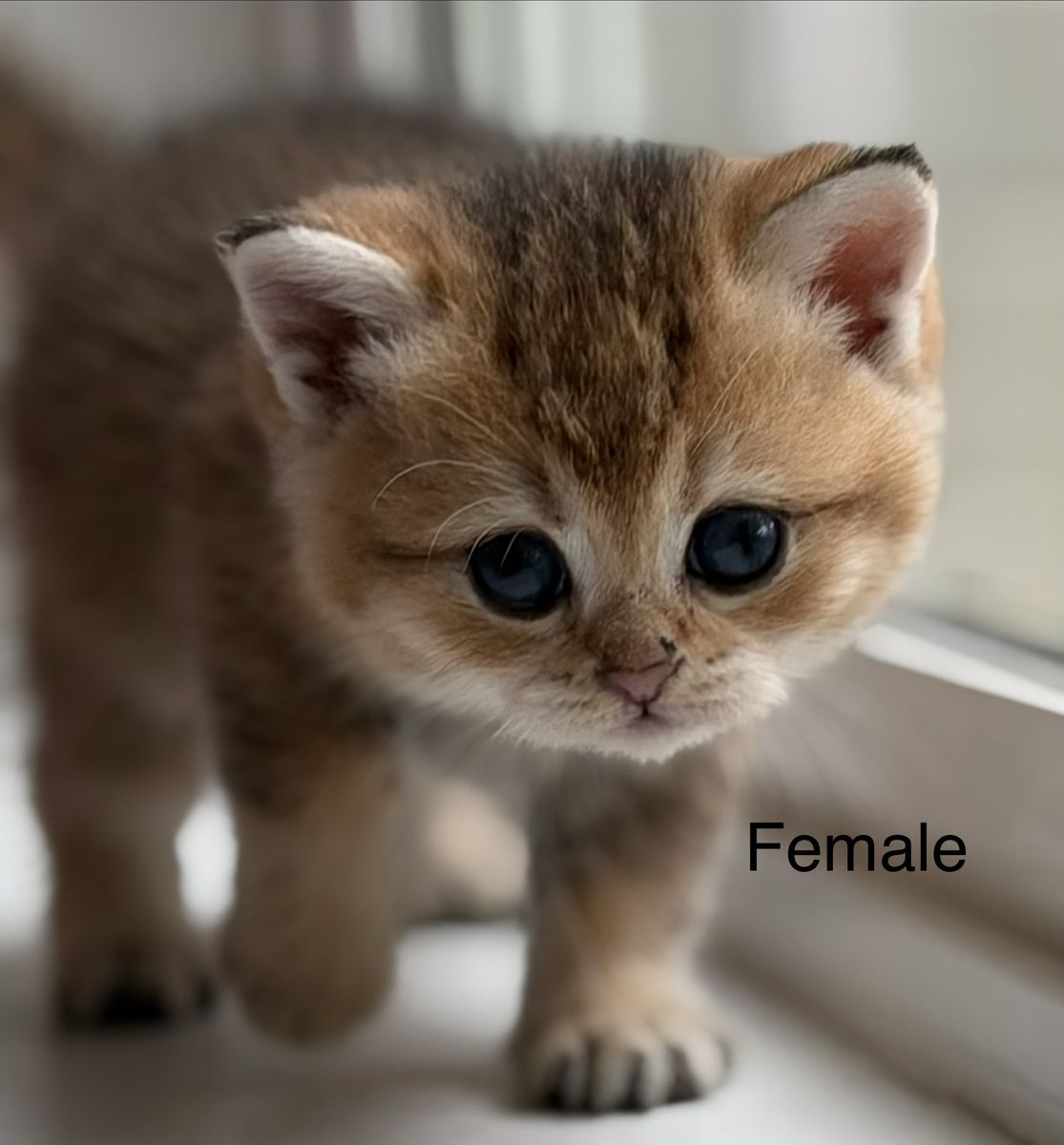 British Shorthair Kittens – Ready for Their New Homes the Week of September 5th!