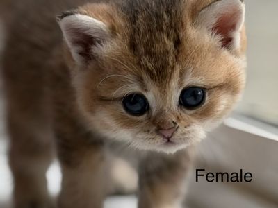 British Shorthair Kittens – Ready for Their New Homes the Week of September 5th!