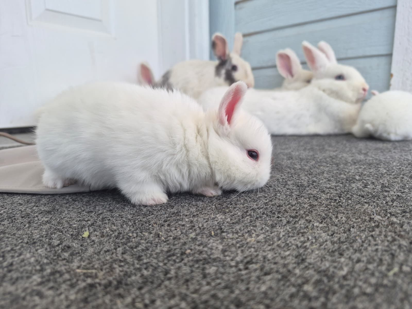 Adorable Baby Bunnies free  -
