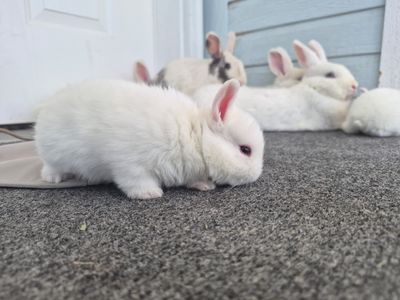 Adorable Baby Bunnies free -