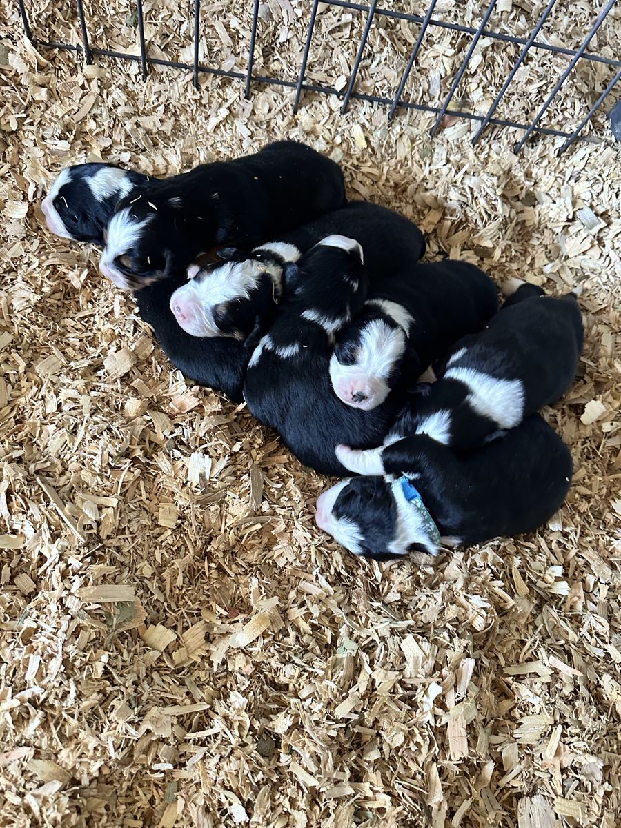 Bernese Mountain Dog x Border Collie Puppies