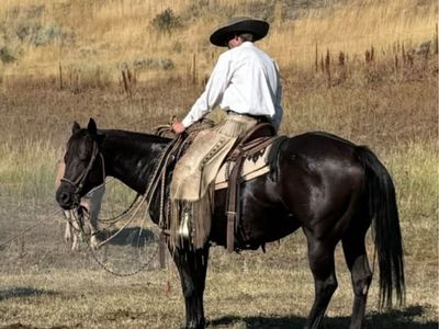 Pregnant 2016 Quarter Horse Mare