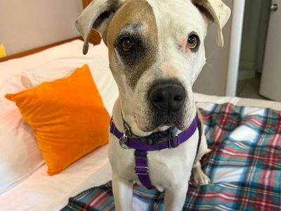 Hello my name is Stickers