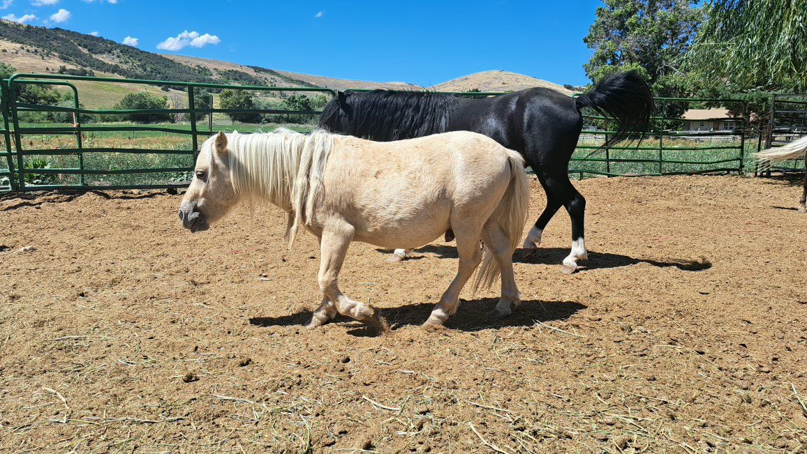 Gold Champagne LP mini stallion