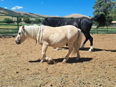 Gold Champagne LP mini stallion