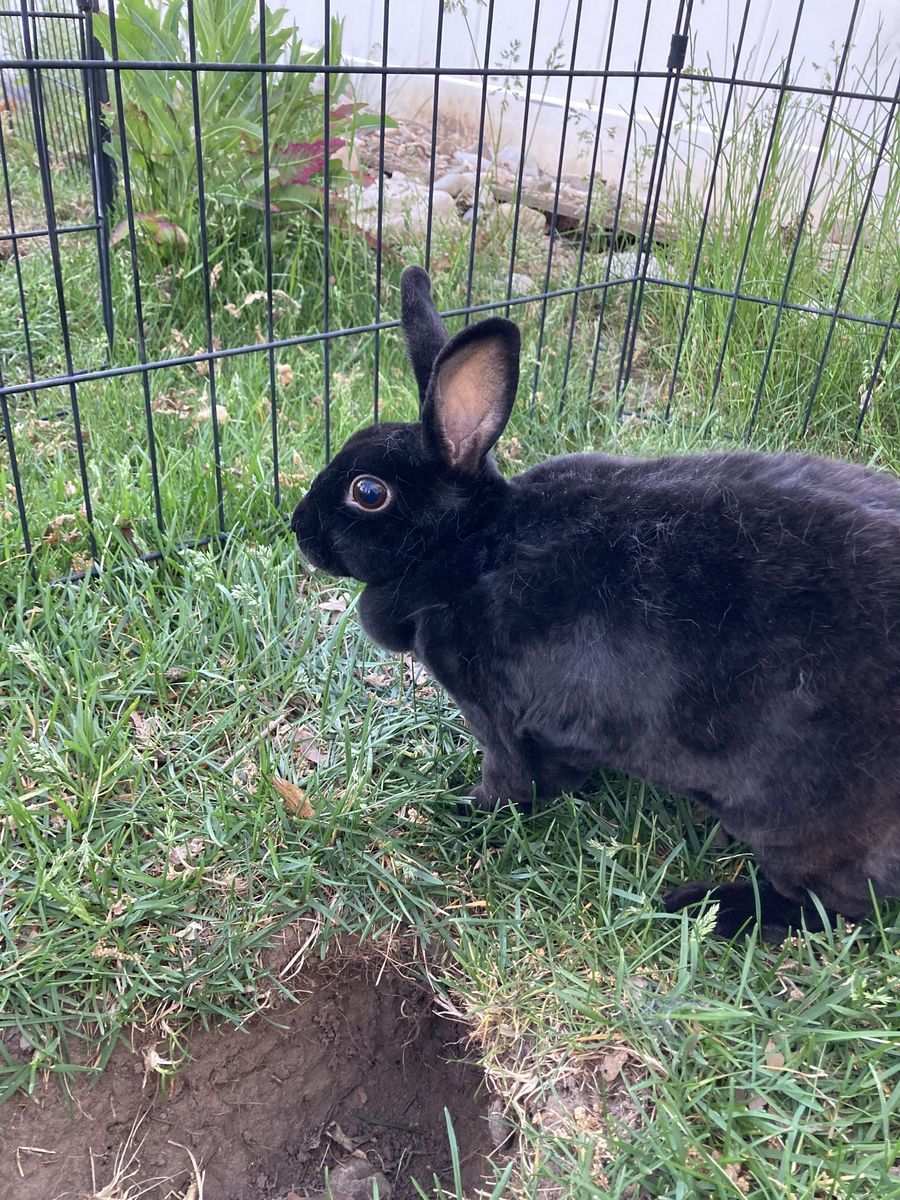 Cute female mini rex bunny!