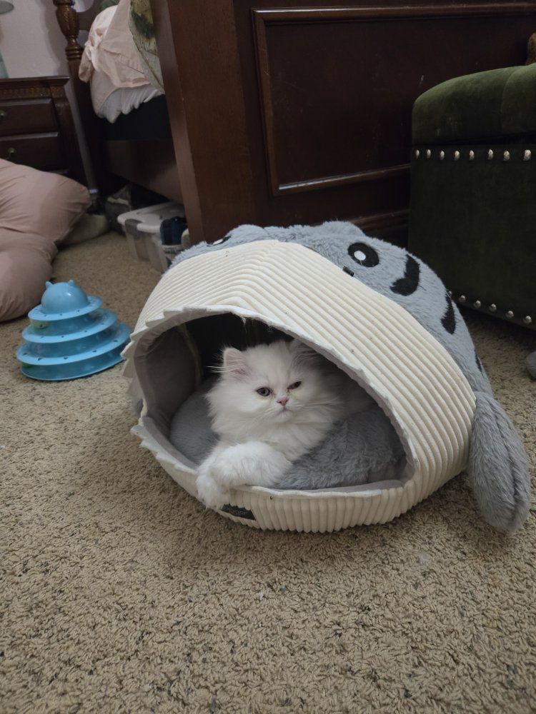 Male Persian Kitten