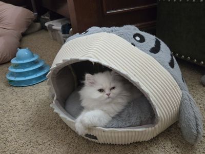 Male Persian Kitten