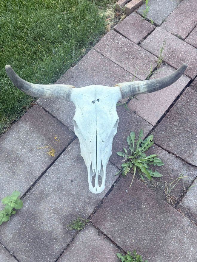 Beautiful Bull Skull with Horns!