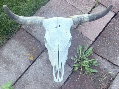 Beautiful Bull Skull with Horns!