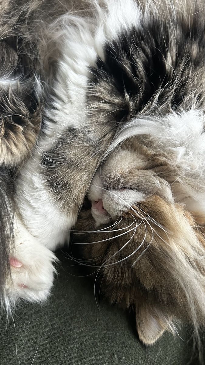 Persian Cat - Male