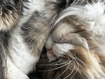 Persian Cat - Male