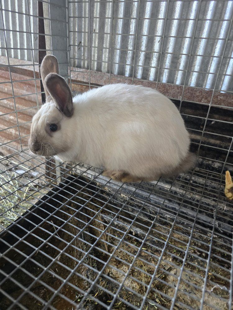 meat rabbit