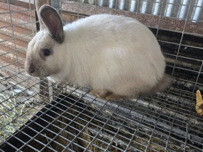 meat rabbit