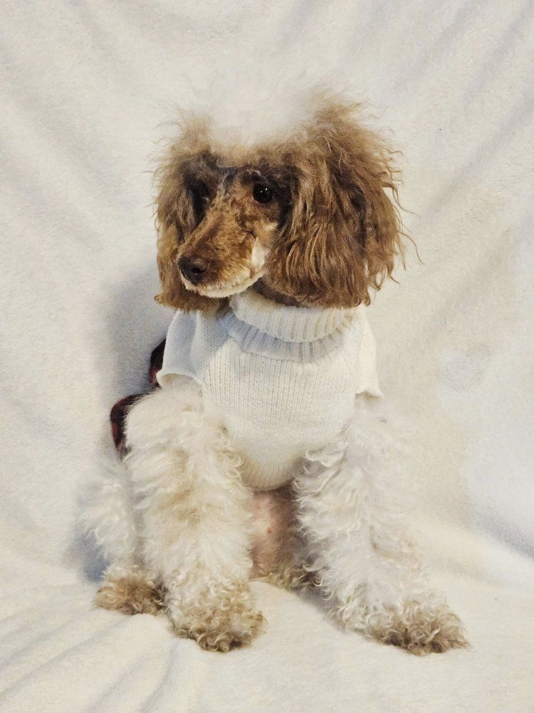 Female Mini Poodle - Health tested - toy poodle