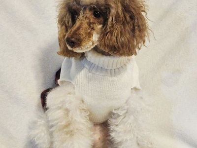Female Mini Poodle - Health tested - toy poodle