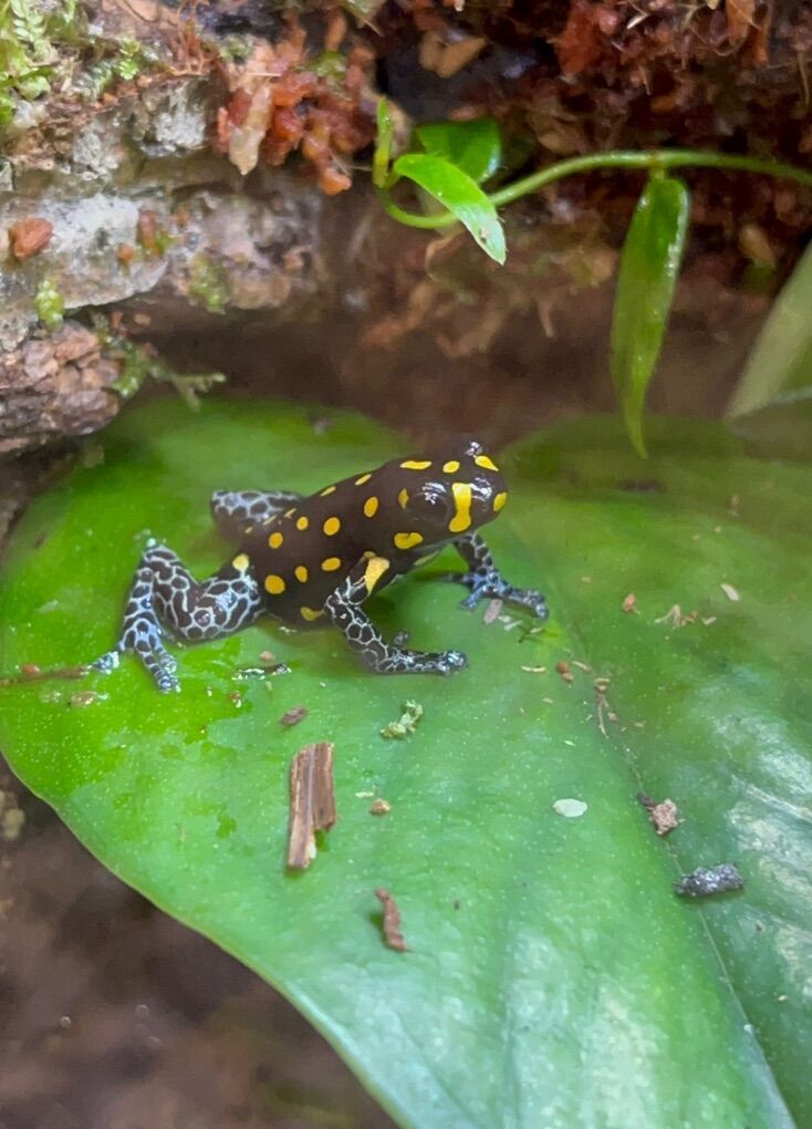 Dart Frogs (Ranitomya vanzolinii) NOT POISONOUS