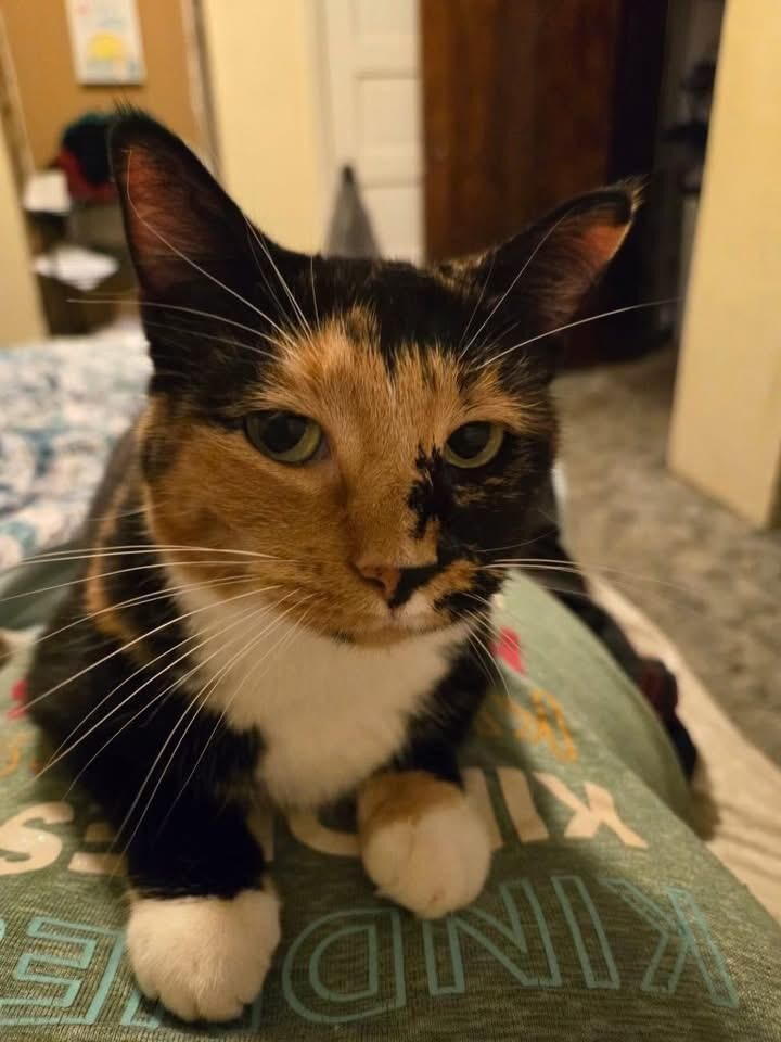 Domestic Medium Hair