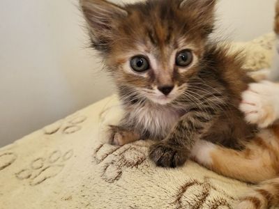Hello my name is Crepe