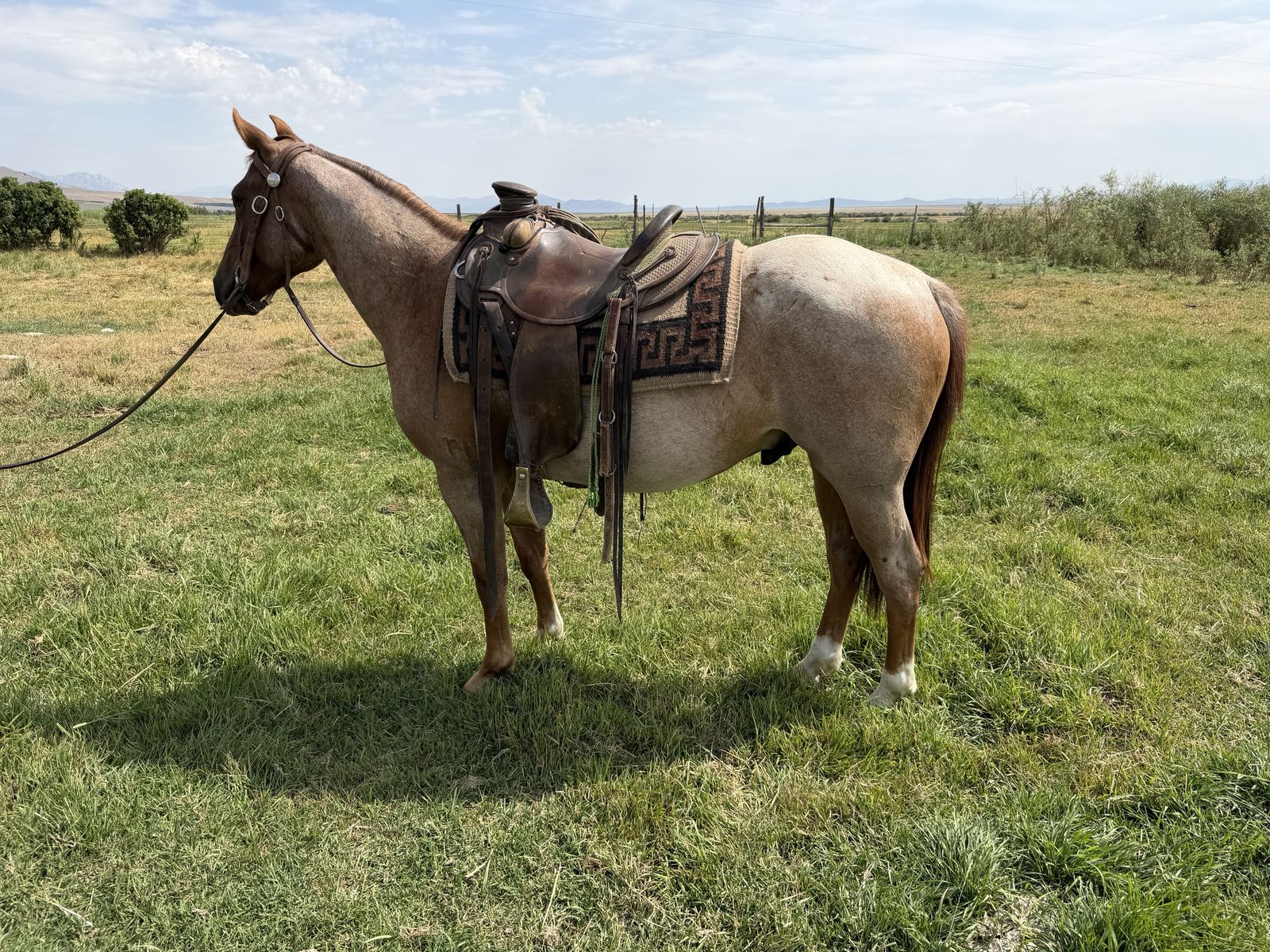 Horse for Sale 