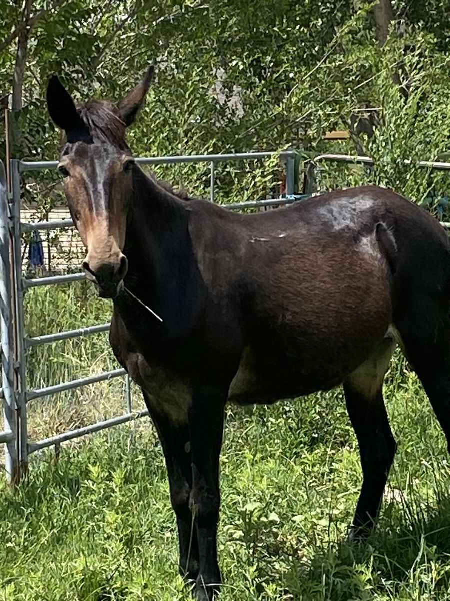 Healthy Livestock Animal - Dark Brown Mule in Pen Jenner