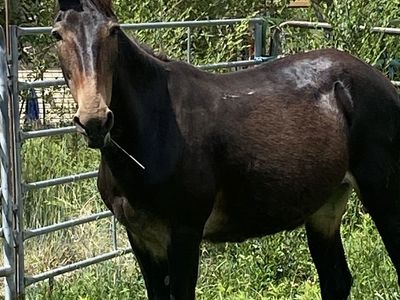 Healthy Livestock Animal - Dark Brown Mule in Pen Jenner