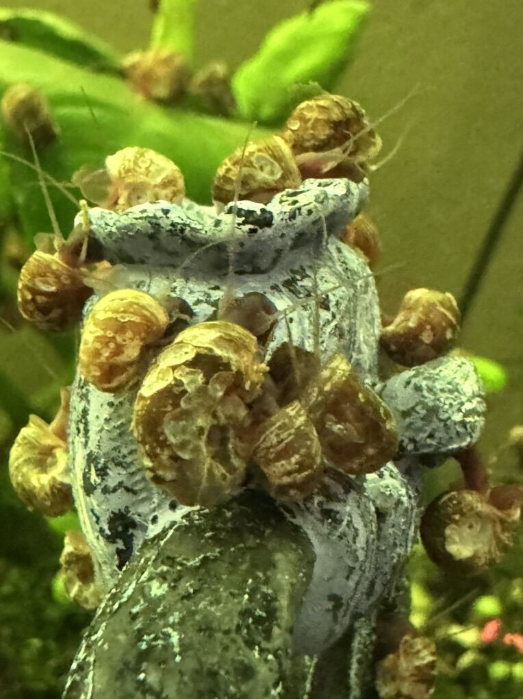 Aquarium Snails