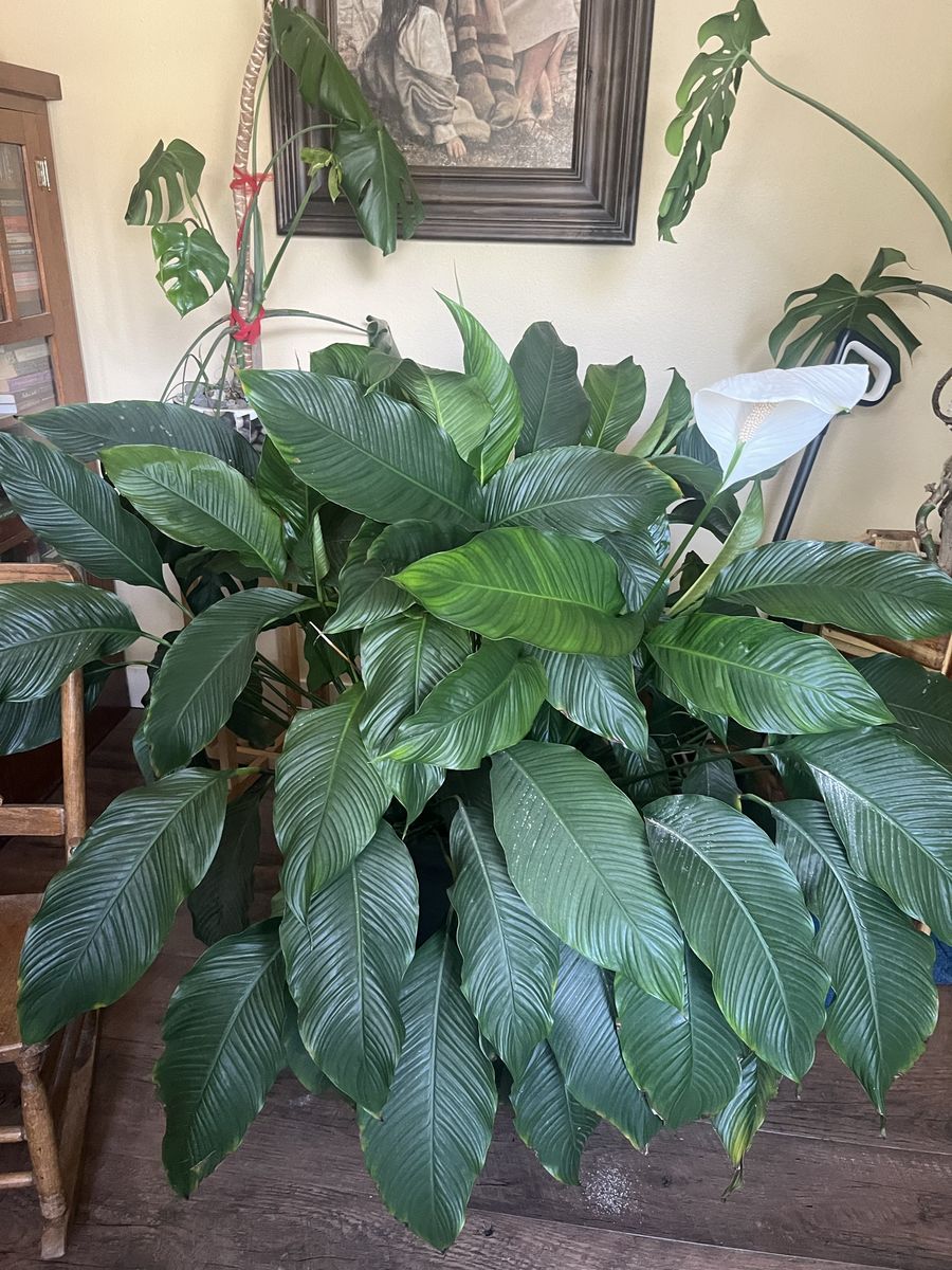 Peace Lily