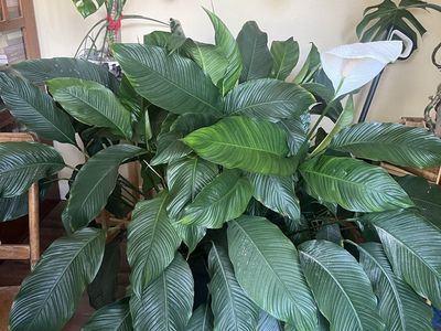 Peace Lily
