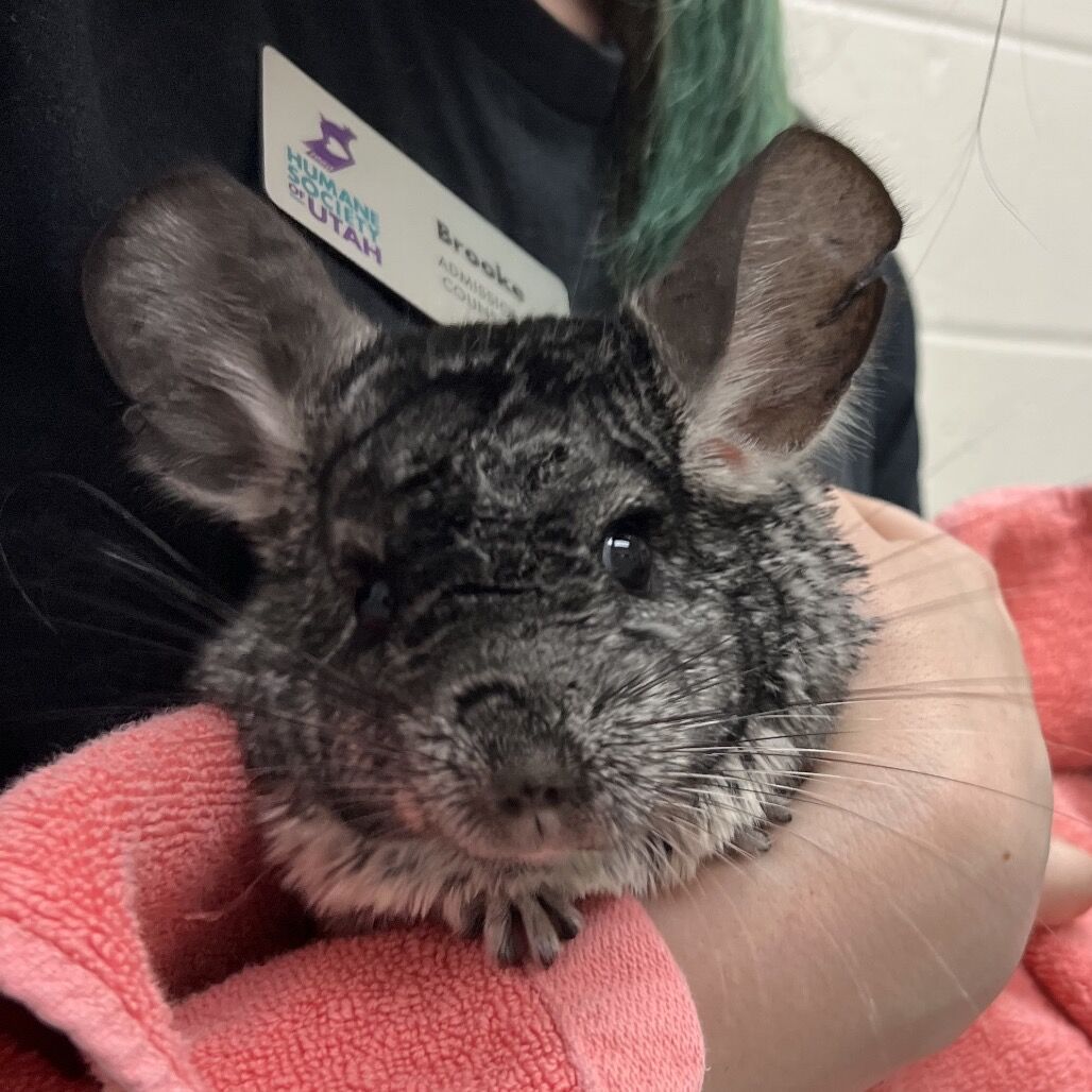 Hello my name is Arnold