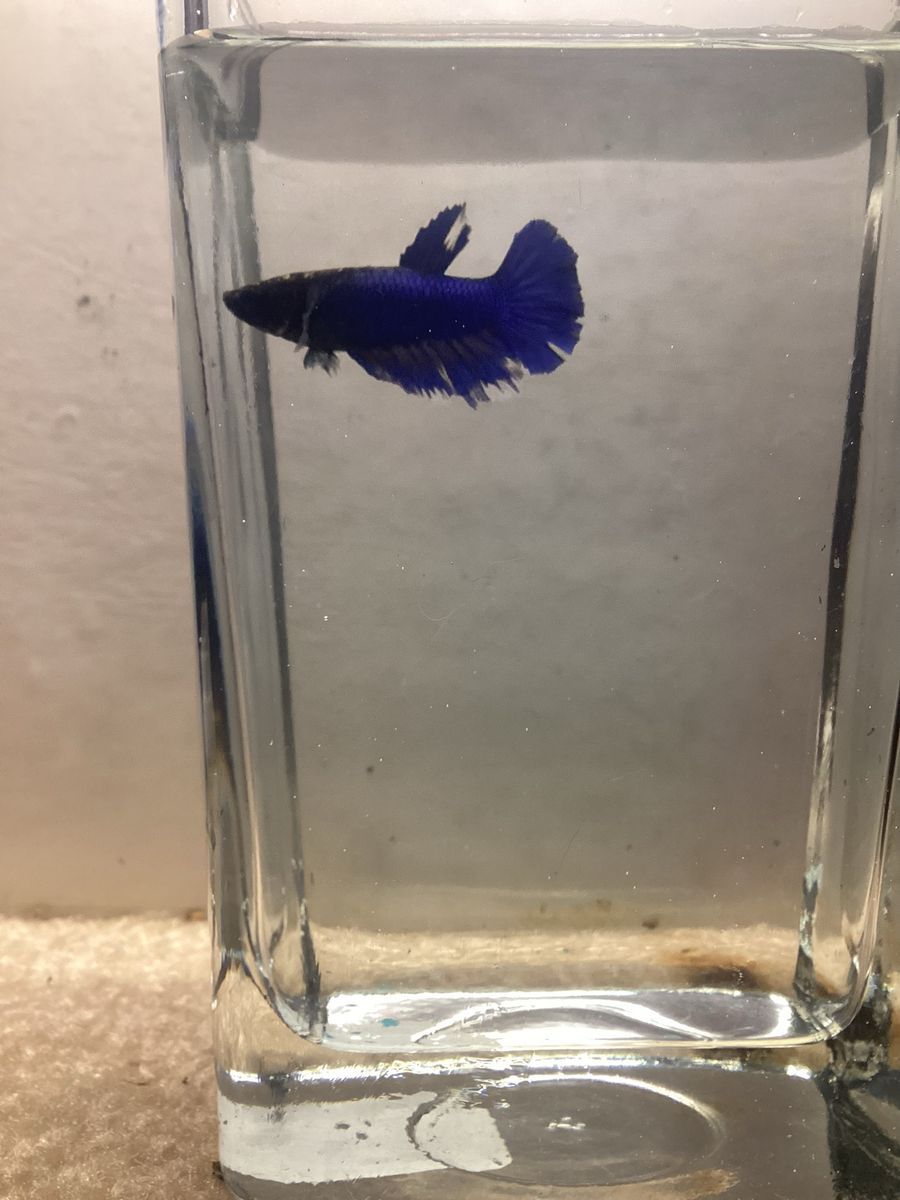 Female betta