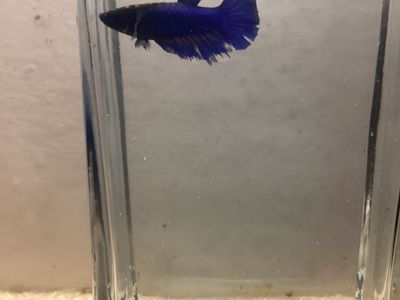 Female betta