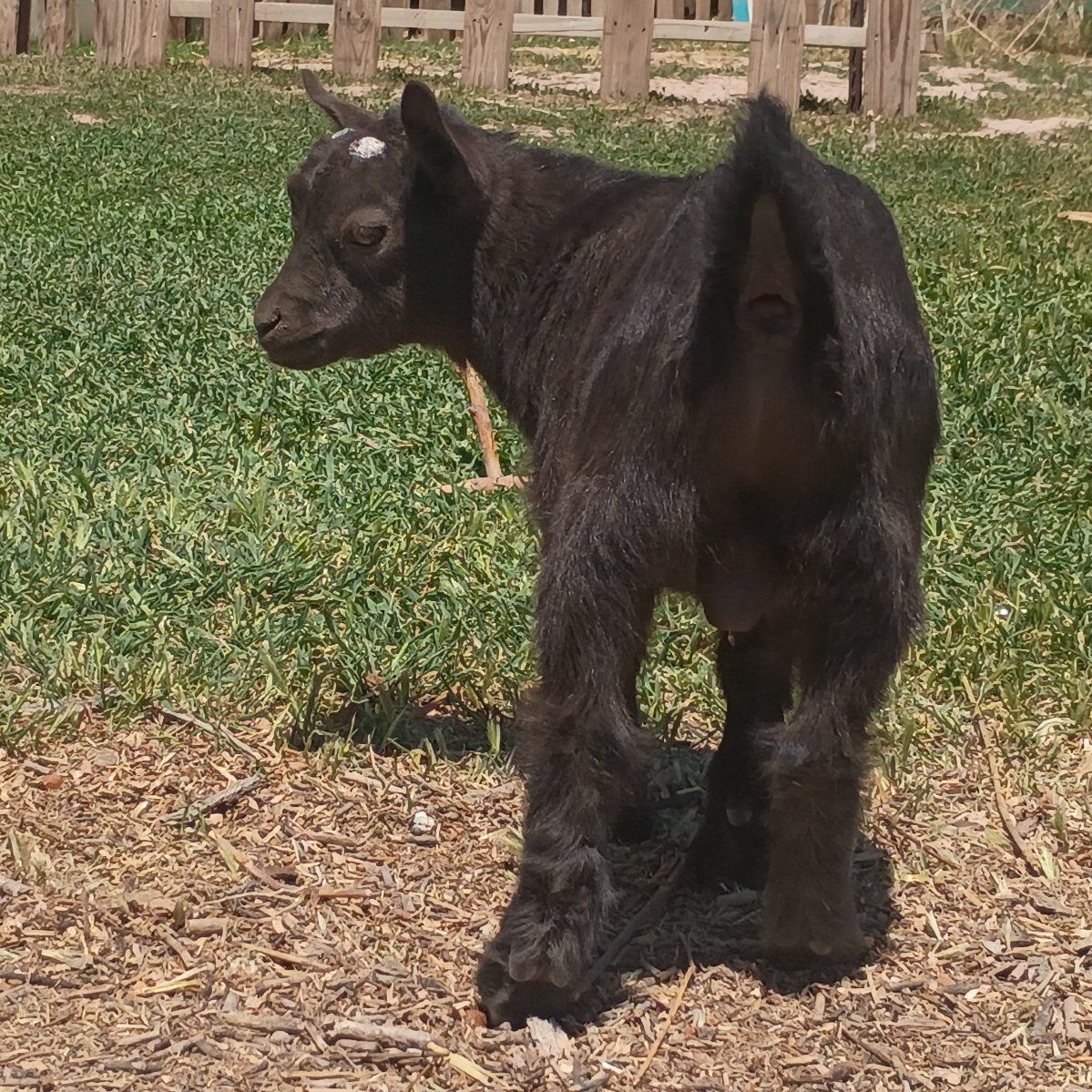 ADGA Nigerian Dwarf Buckling