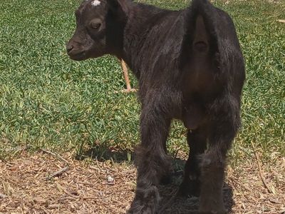 ADGA Nigerian Dwarf Buckling