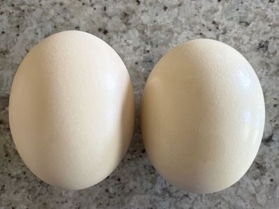 Ostrich eggs